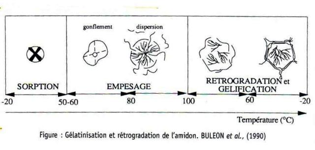 3_Gelatinisation_et_retrogradation_amidon