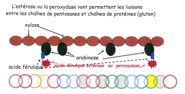 1318858536_Liens_pentosanes_proteines_a