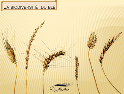 La biodiversité du blé